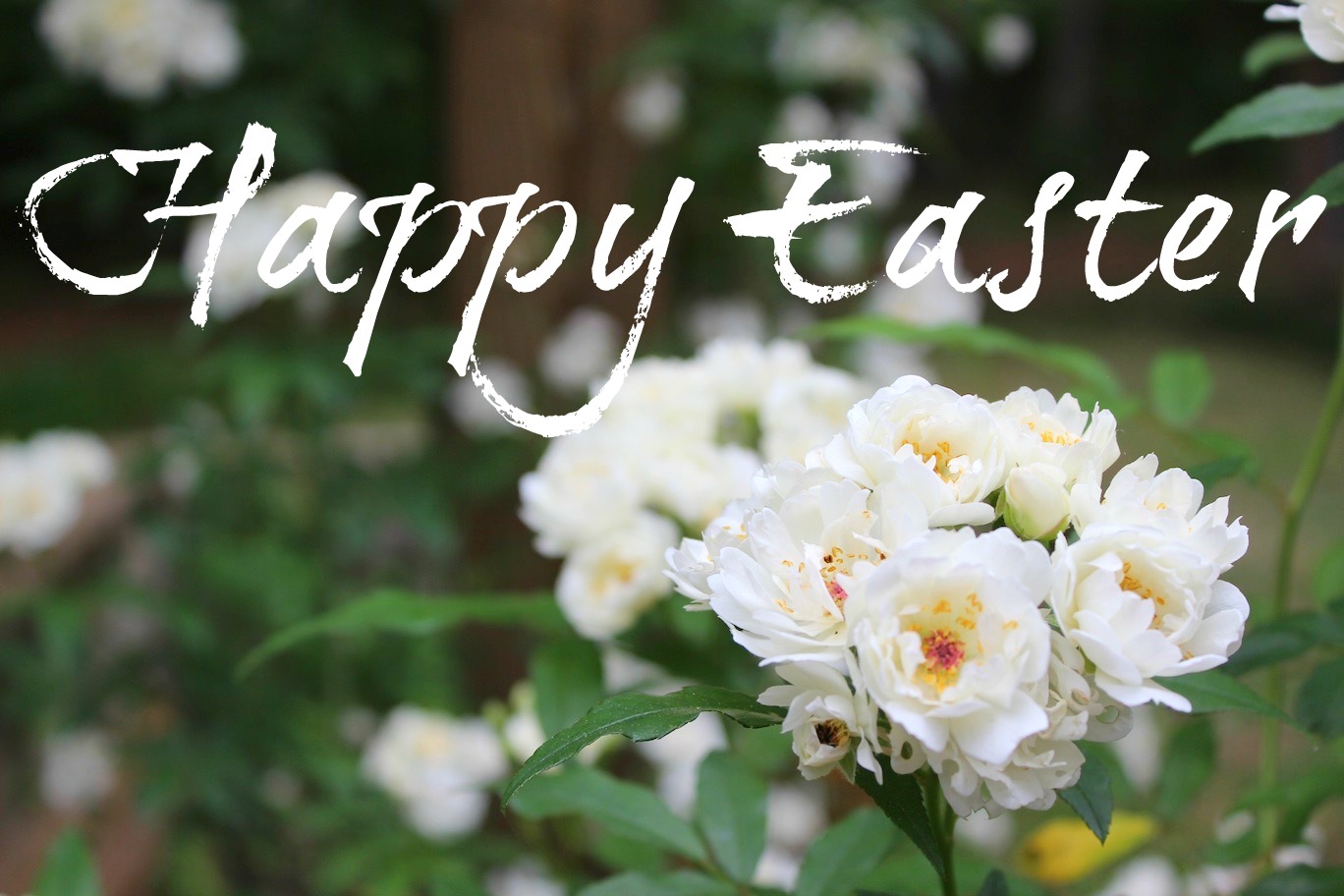 Read more about the article Happy Easter From Team Hoffmann