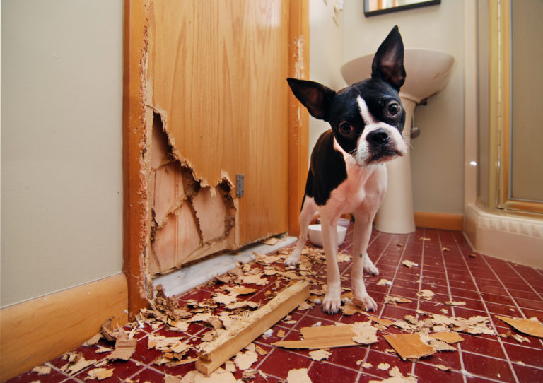 Read more about the article Protect Your Home From Pet Damage