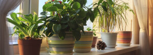 Read more about the article BENEFITS OF HOUSE PLANTS