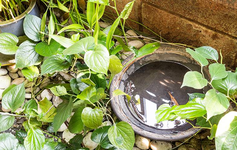 Read more about the article Spring Maintenance – Prevent Mosquitoes