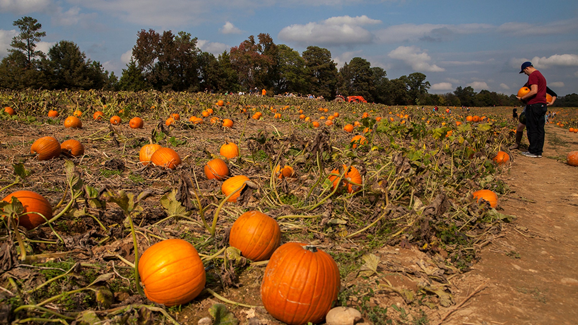 Read more about the article Fall Decorating Tip #5 – Save Real Pumpkins for October