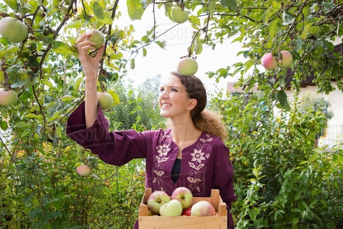 Read more about the article Apple Picking & Fall Farmer’s Markets