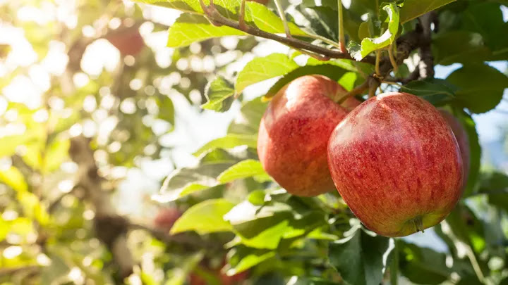 Read more about the article Apples #2 Apple picking, a popular healthy and fun fall outing