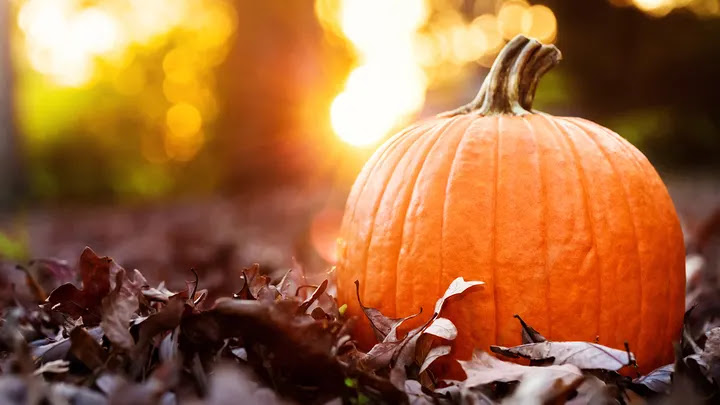 Read more about the article Pumpkins #3 Pumpkin picking is popular during fall