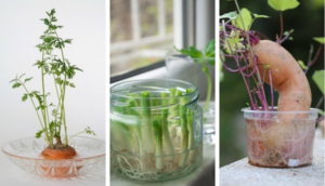 Read more about the article 20 Vegetables You Can Re-Grow From Scraps
