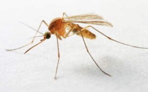 Read more about the article Warmer fall in Wisconsin could mean mosquitoes stick around longer