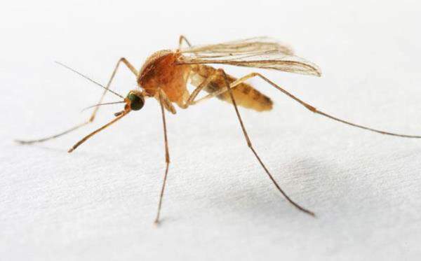 Read more about the article Warmer fall in Wisconsin could mean mosquitoes stick around longer